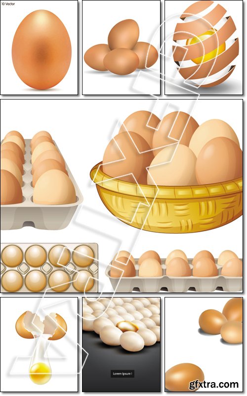 Healthcare Concept, Illustration of Fresh and Natural Egg with Protein, Fat, Vitamin B12, Riboflavin or Vitamin B2, Essential Nutrient for Life - Vector