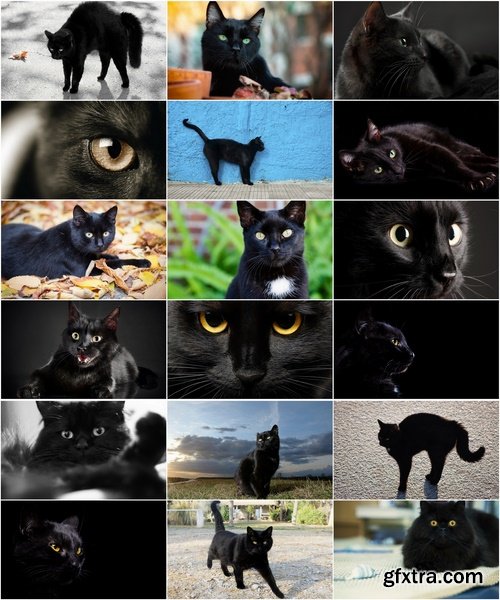 Collection of black cat cat eyes black wool 25 HQ Jpeg