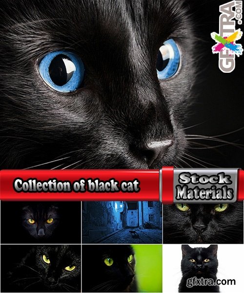 Collection of black cat cat eyes black wool 25 HQ Jpeg