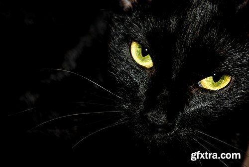 Collection of black cat cat eyes black wool 25 HQ Jpeg