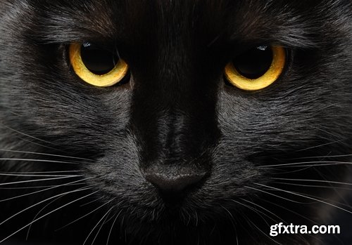 Collection of black cat cat eyes black wool 25 HQ Jpeg