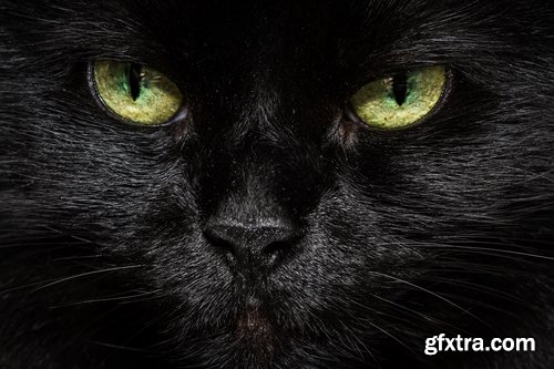 Collection of black cat cat eyes black wool 25 HQ Jpeg