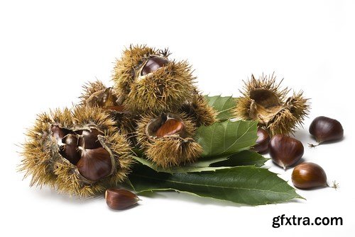 Fresh Chestnuts - 5 UHQ JPEG