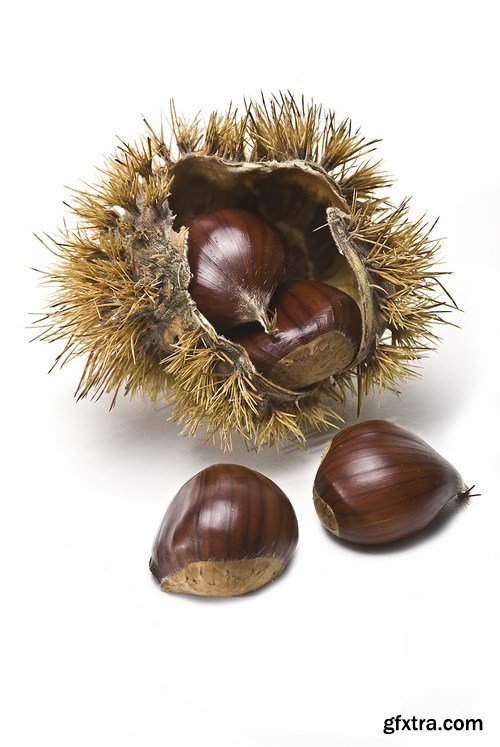 Fresh Chestnuts - 5 UHQ JPEG