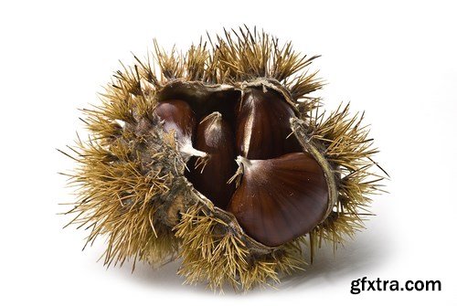 Fresh Chestnuts - 5 UHQ JPEG