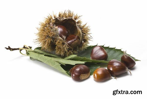 Fresh Chestnuts - 5 UHQ JPEG