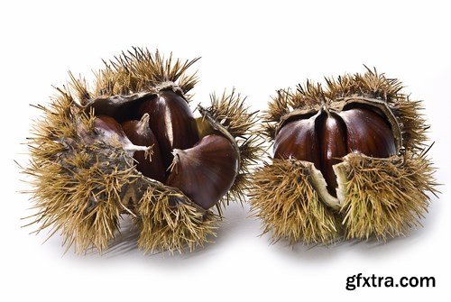 Fresh Chestnuts - 5 UHQ JPEG