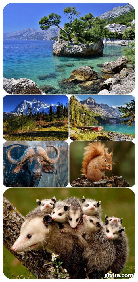 Wallpapers - Nature and animals 12