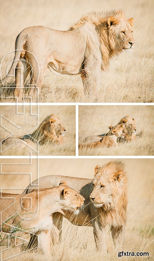 Stock Photos - An African male and female lion on the savanna in Africa with warm colors