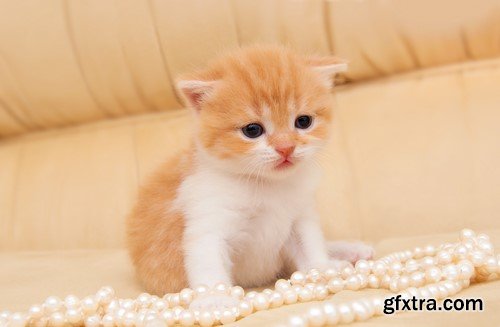 Pearl necklace and a cat