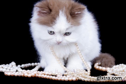 Pearl necklace and a cat