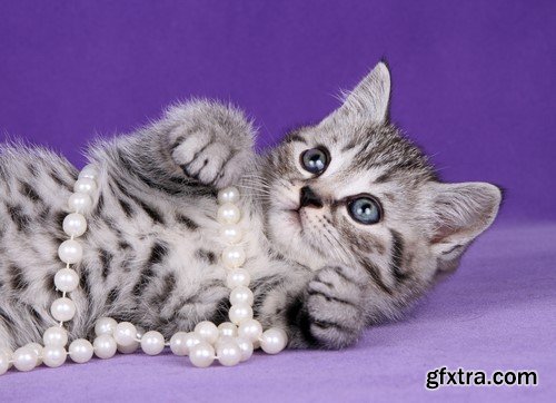 Pearl necklace and a cat