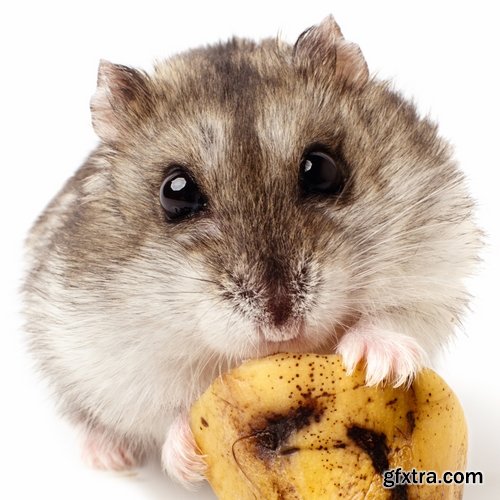 Collection of small furry pet hamster fur wool 25 HQ Jpeg