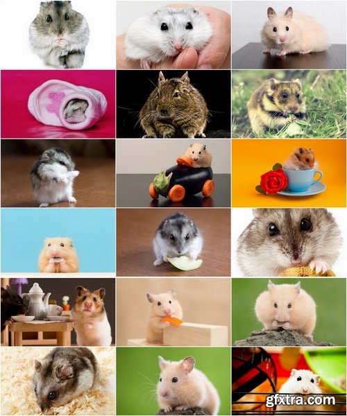 Collection of small furry pet hamster fur wool 25 HQ Jpeg