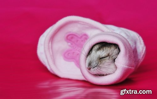 Collection of small furry pet hamster fur wool 25 HQ Jpeg