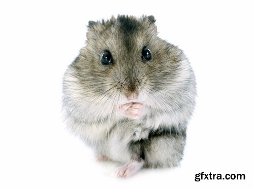 Collection of small furry pet hamster fur wool 25 HQ Jpeg