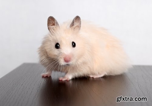 Collection of small furry pet hamster fur wool 25 HQ Jpeg