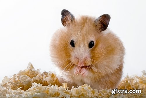 Collection of small furry pet hamster fur wool 25 HQ Jpeg