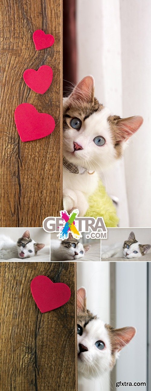 Stock Photo - Cute Cat