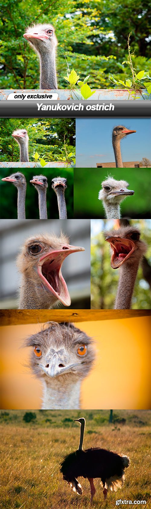 Yanukovich ostrich - 8 UHQ JPEG