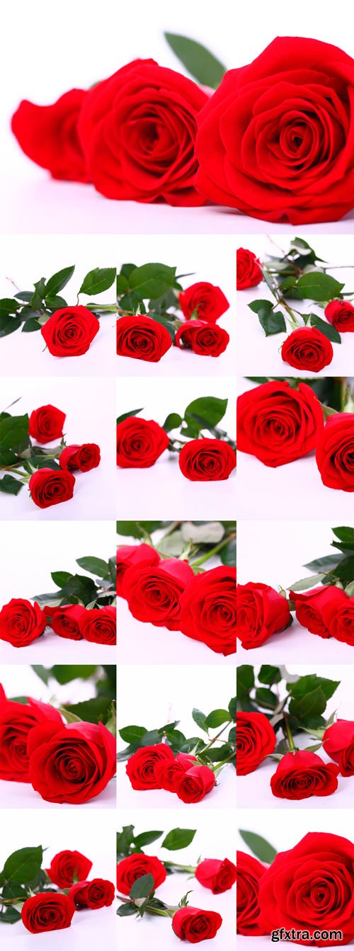 Red beautiful long roses Raster Graphics