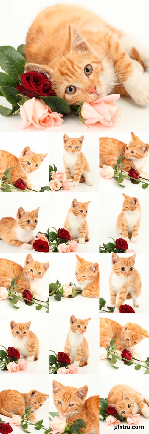 Cute ginger kitten with roses