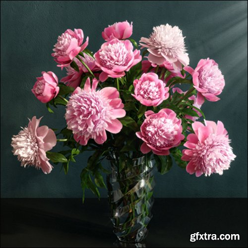 Pink Peonies varieties Barbara