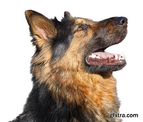 German Shepherd Dog - 6 UHQ JPEG