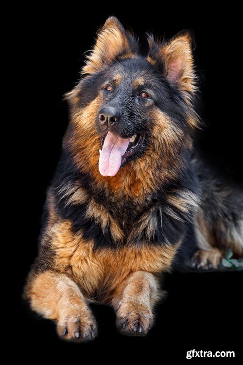 German Shepherd Dog - 6 UHQ JPEG