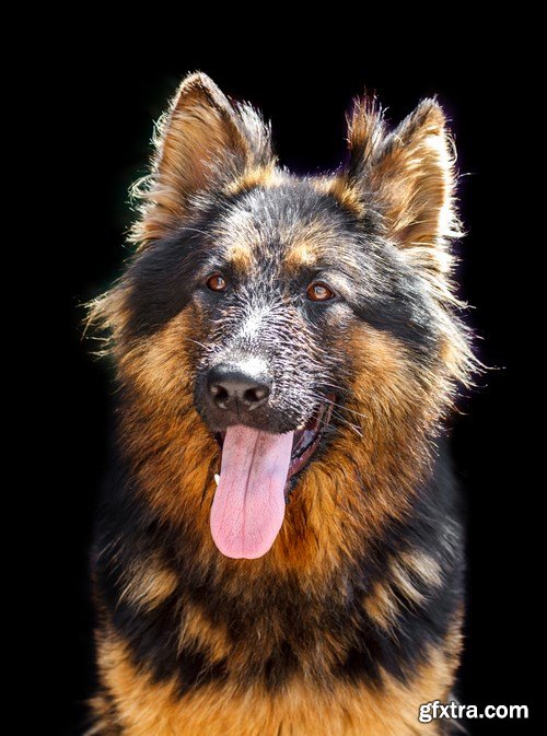 German Shepherd Dog - 6 UHQ JPEG