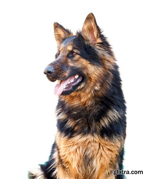 German Shepherd Dog - 6 UHQ JPEG