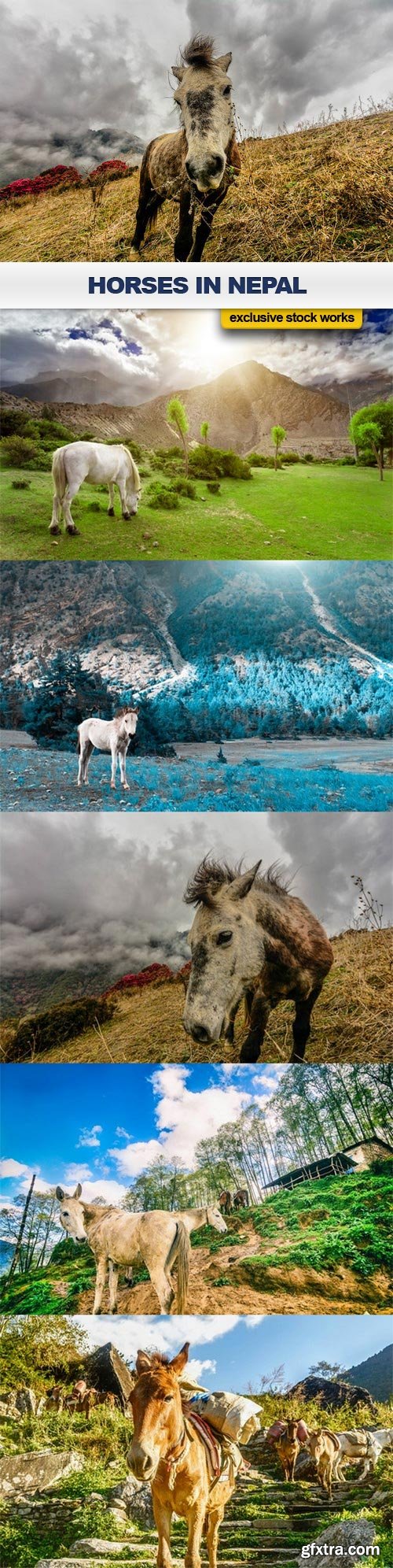 Horses in Nepal - 6 UHQ JPEG