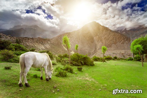 Horses in Nepal - 6 UHQ JPEG