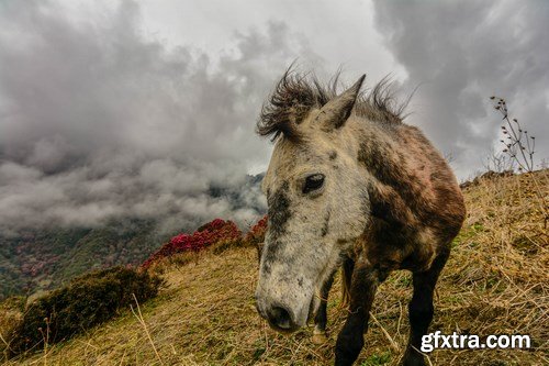 Horses in Nepal - 6 UHQ JPEG