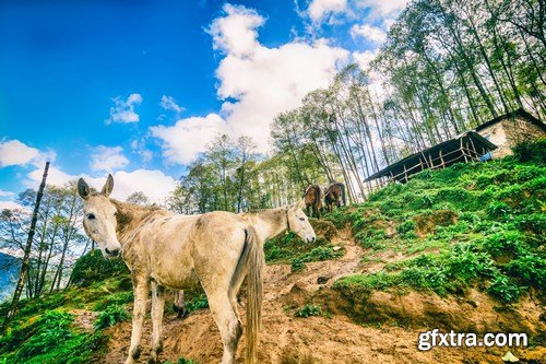 Horses in Nepal - 6 UHQ JPEG