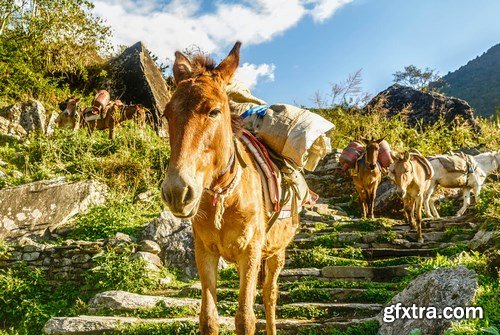 Horses in Nepal - 6 UHQ JPEG