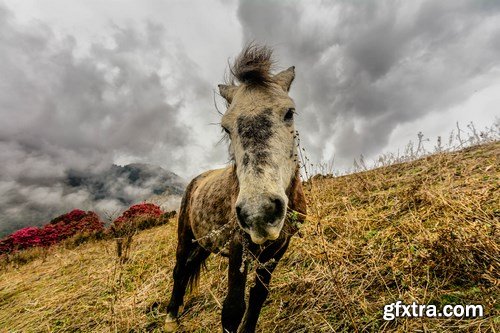 Horses in Nepal - 6 UHQ JPEG