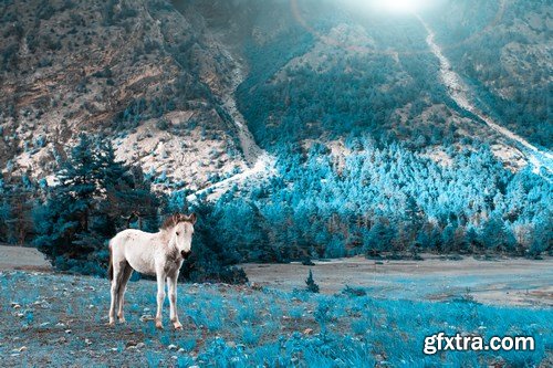 Horses in Nepal - 6 UHQ JPEG