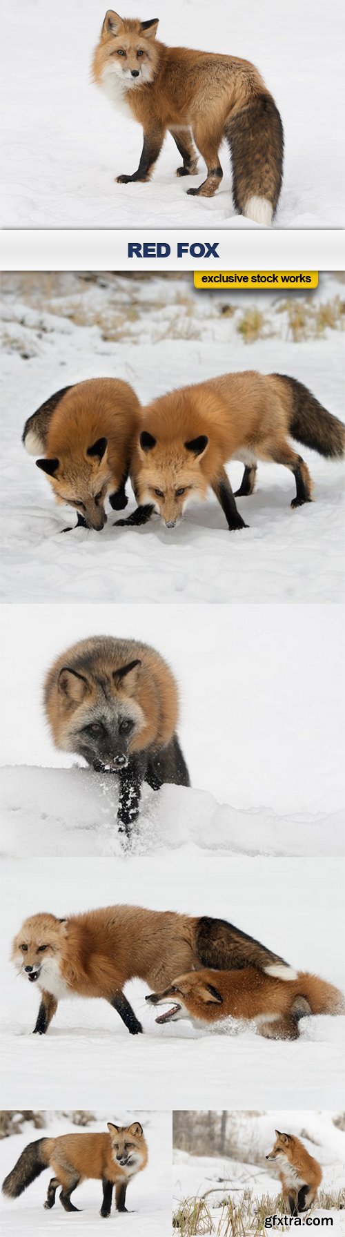 RED FOX - 6 UHQ JPEG