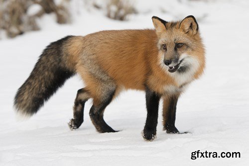 RED FOX - 6 UHQ JPEG