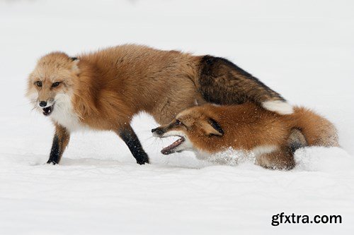 RED FOX - 6 UHQ JPEG