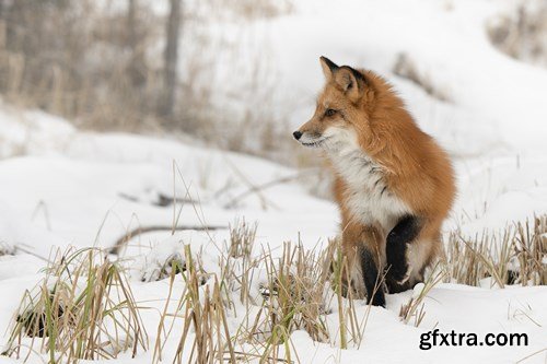 RED FOX - 6 UHQ JPEG