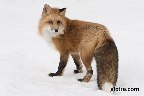 RED FOX - 6 UHQ JPEG