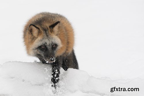 RED FOX - 6 UHQ JPEG