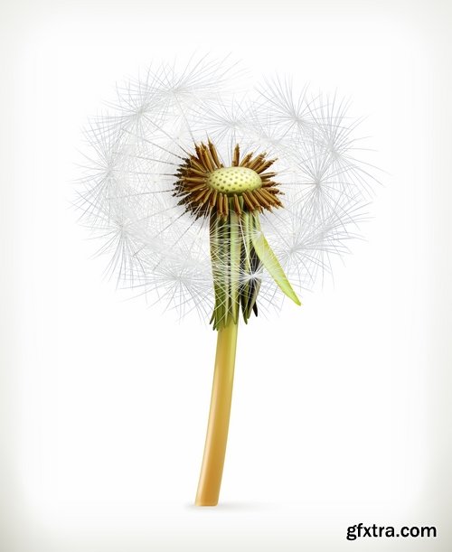 Collection of vector picture dandelion flower grass seed plant 25 Eps