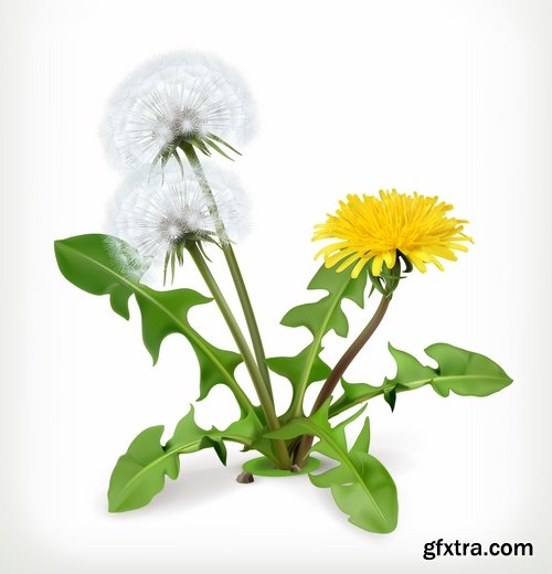 Collection of vector picture dandelion flower grass seed plant 25 Eps