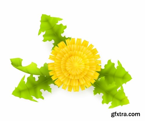 Collection of vector picture dandelion flower grass seed plant 25 Eps