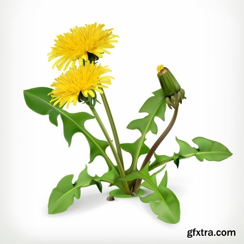 Collection of vector picture dandelion flower grass seed plant 25 Eps