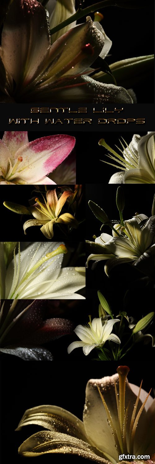 Gentle lily with water drops