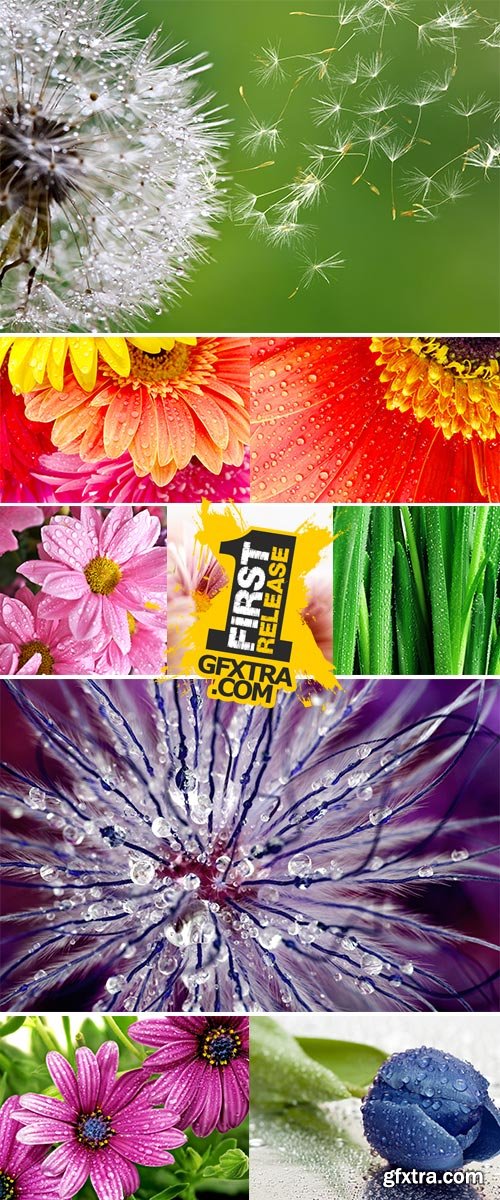 Stock Images - Close-up flowers with water drop